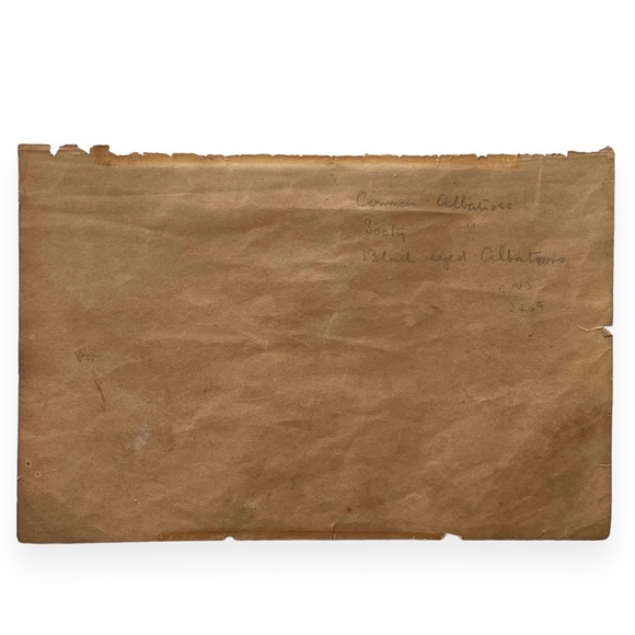 Antique Bird Illustrations - book plate etchings - Picture 4 of 15